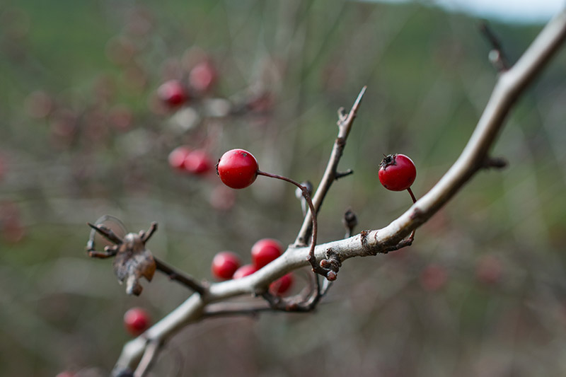 A close up horizontal image of a branch of I. verticillata with bright red berries pictured on a soft focus background.