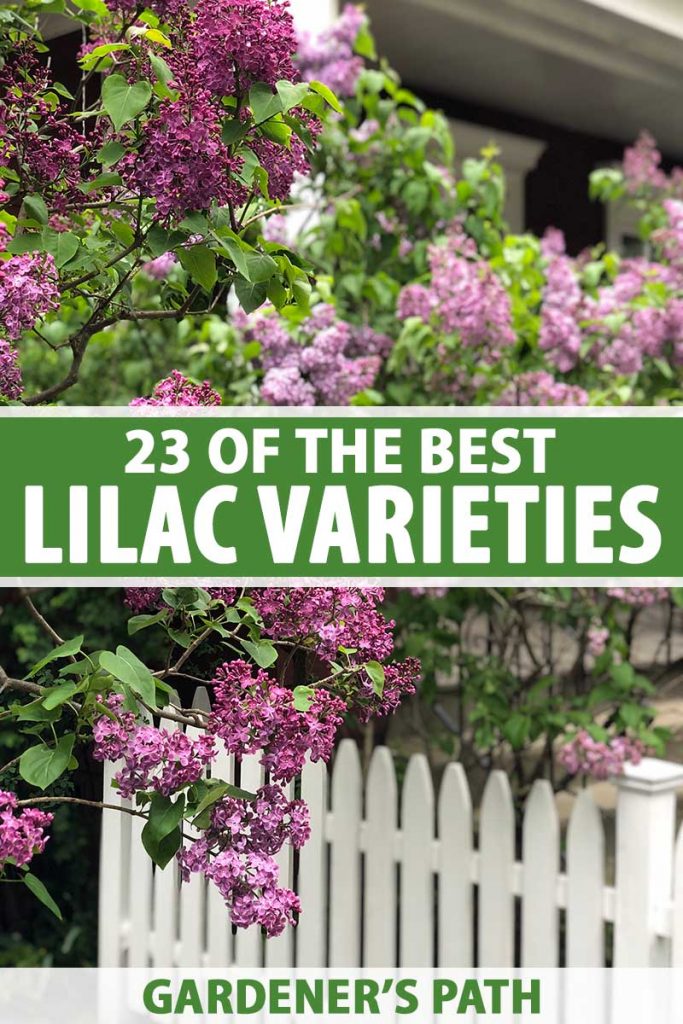 23" Lilac bush silk flower floral arrangements 