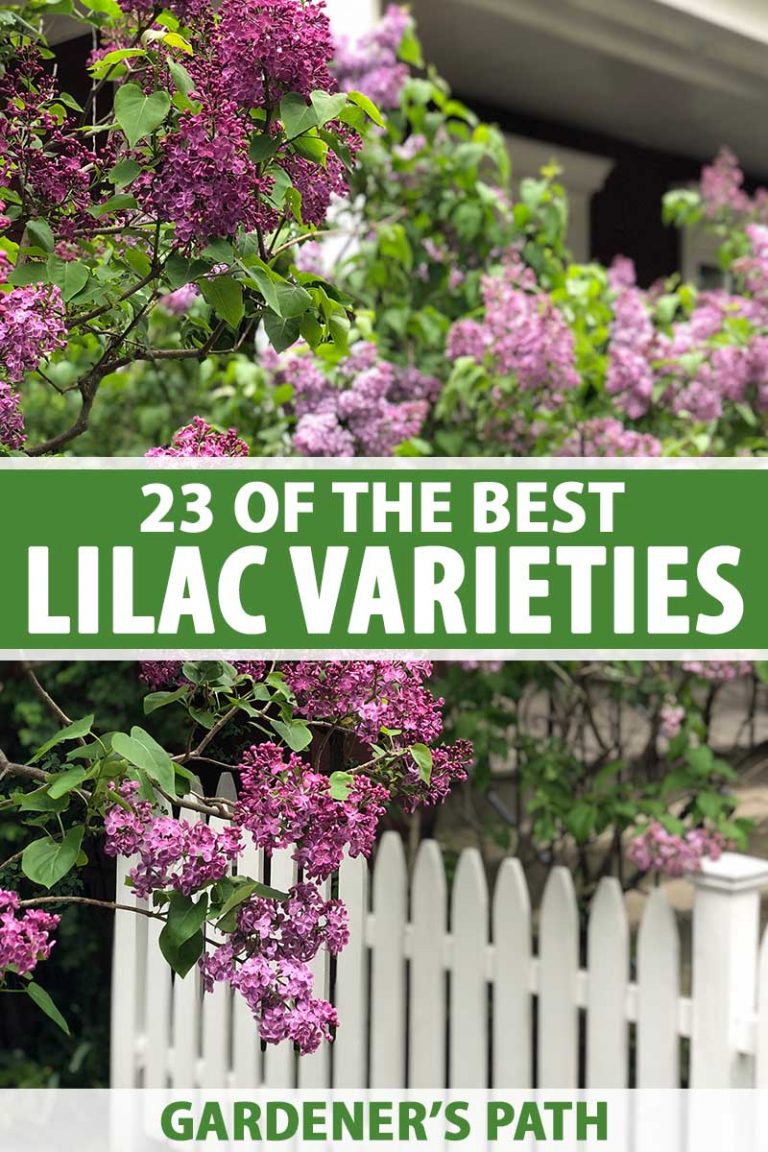 23 of the Best Lilac Varieties | Gardener’s Path