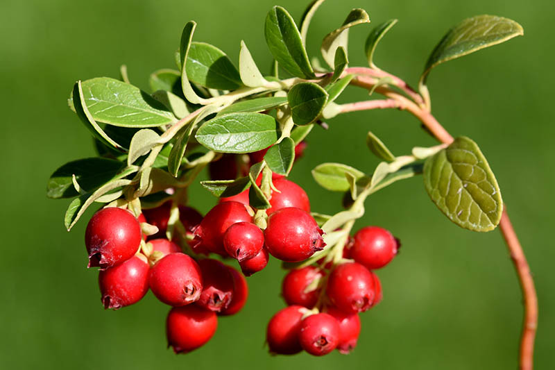 A close up horizontal image of bright red cranberries pictured on a soft focus background.