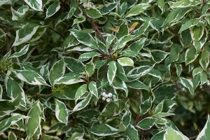 A close up horizontal image of a shrub with green and white variegated leaves growing in the garden.