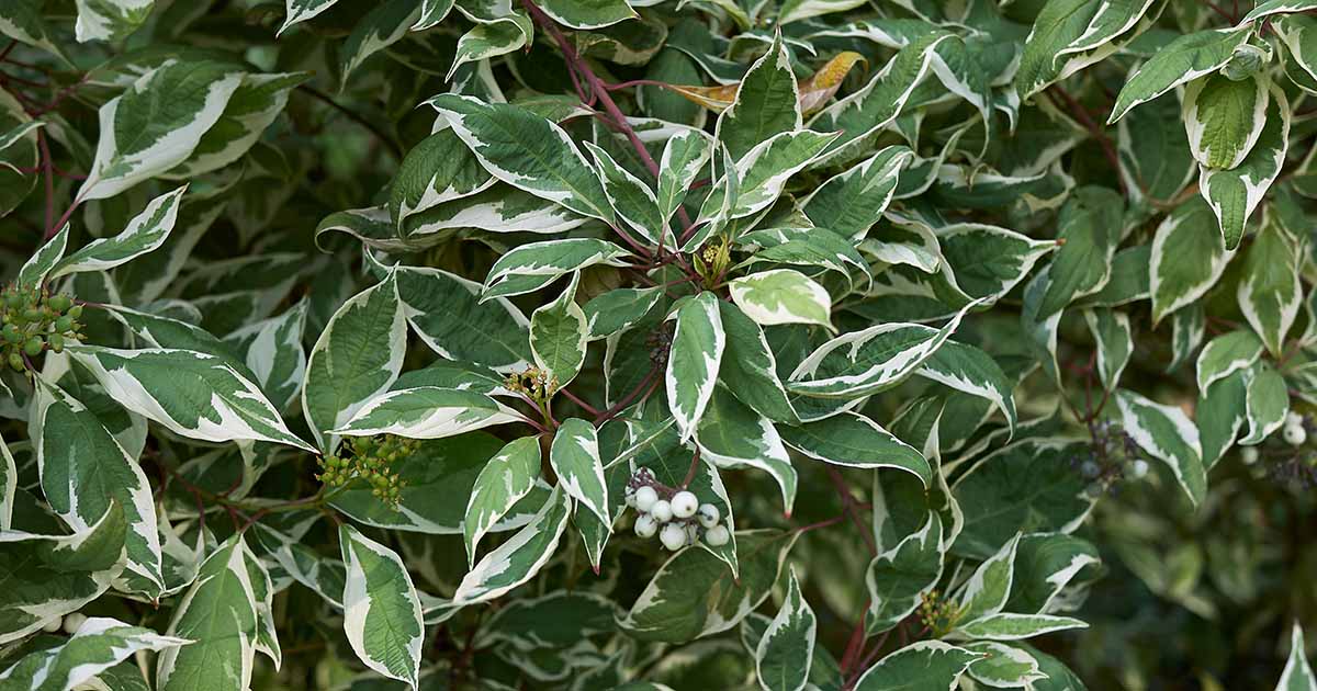 23 Of The Best Variegated Shrubs For, Small Green Plants For Landscaping