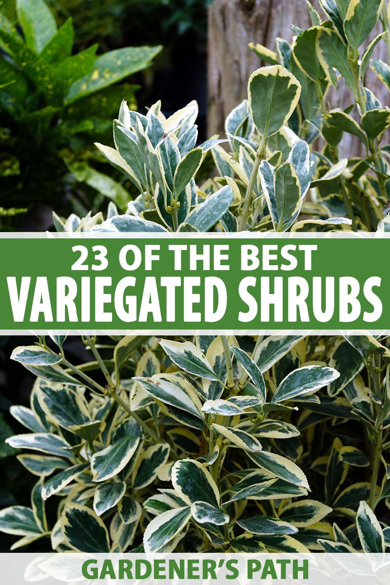 23 of the best variegated shrubs for your landscape | gardener's path
