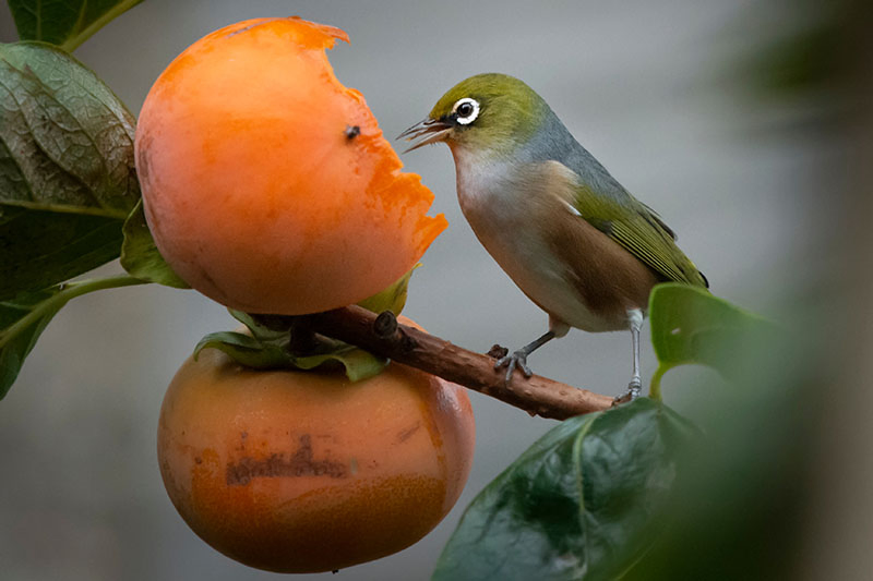 A close up horizontal image of a bird feeding on a ripe Diospyros virginiana fruit pictured on a soft focus background.