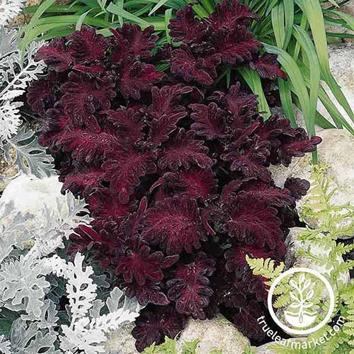 A close up square image of a 'Black Dragon' plant growing in a rock garden with dusty miller and other foliage plants.