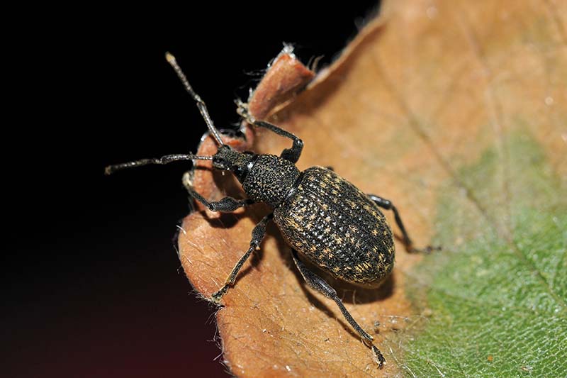 A close up horizontal image of a black vine weevil eating a leaf pictured on a dark background.