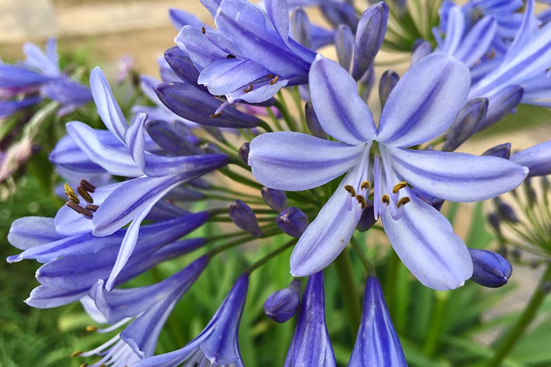 A close up horizontal image of 'Blue Yonder' flowers growing in the garden pictured on a soft focus background.
