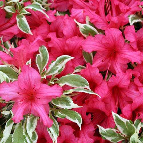 A close up square image of the bright pink flowers and green and white foliage of Azalea Bollywood 'Farrow' growing in the garden.