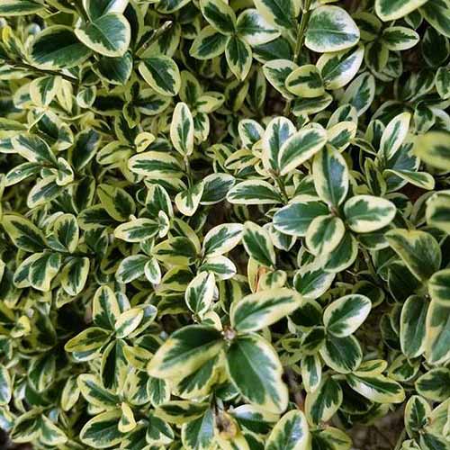 A close up square image of the variegated foliage of Buxus sempervirens ‘Variegata’ growing in the garden.
