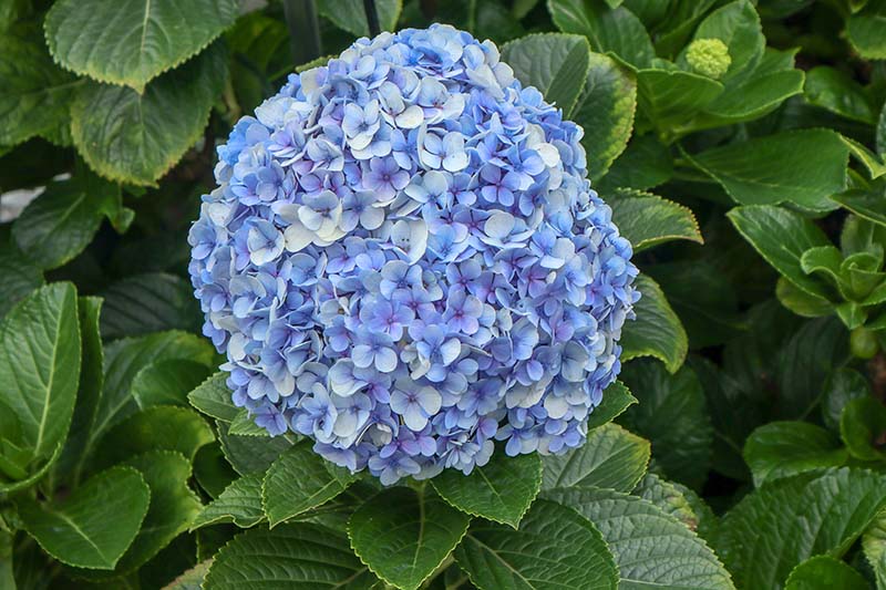 A close up horizontal image of a large blue flower growing in the garden surrounded by foliage.