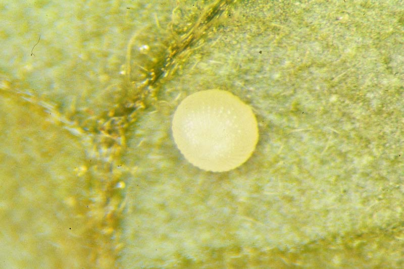 A close up horizontal image of a Trichoplusia ni egg on the underside of a leaf.