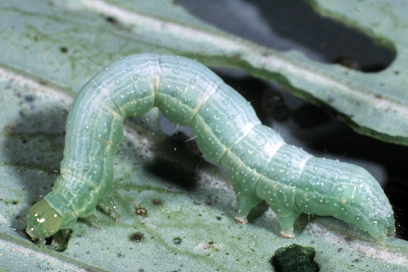 A close up horizontal image of an inchworm feeding on the foliage of a plant pictured on a soft focus background.