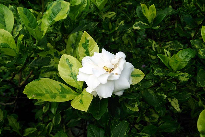 A close up horizontal image of a bright white flower of Cape jasmine growing in the garden surrounded by foliage in soft focus, pictured on a dark background.