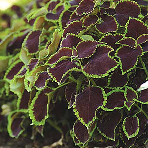 A close up square image of 'Chocolate Mint' foliage with burgundy leaves edged in green fading to soft focus in the background.