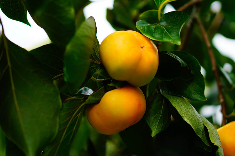 A close up horizontal image of bright orange American persimmons growing on the branch, surrounded by foliage pictured in light filtered sunshine on a soft focus background.