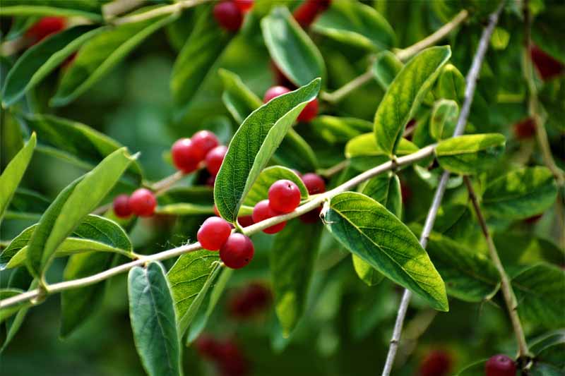 A close up of bright red berries and green foliage of Ilex verticillata growing in the garden pictured on a soft focus background.