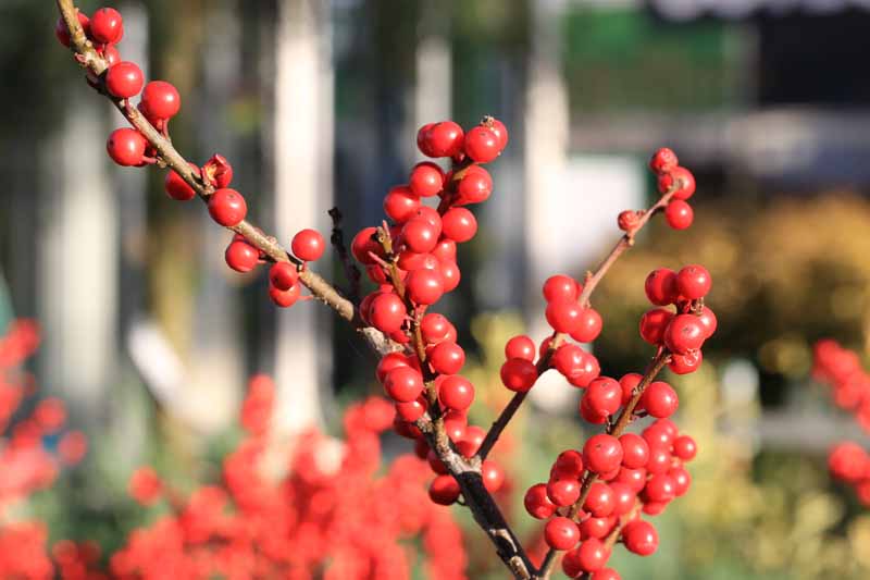 A close up horizontal image of Ilex verticillata with bright red berries growing in the garden pictured in bright sunshine on a soft focus background.