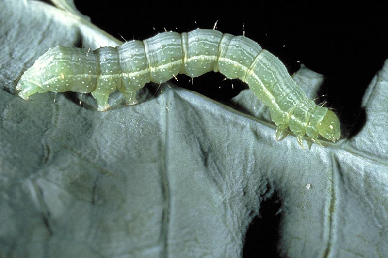 A close up horizontal image of a caterpillar eating a leaf pictured on a dark background.