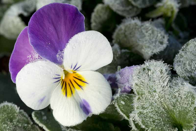 A close up horizontal image of a white, yellow, and purple flower covered in frost surrounded by foliage pictured on a soft focus background.