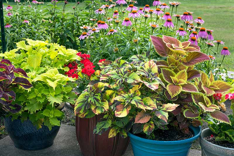 A close up horizontal image of pots of Coleus scutellarioides growing on a concrete patio with purple coneflowers in the background.
