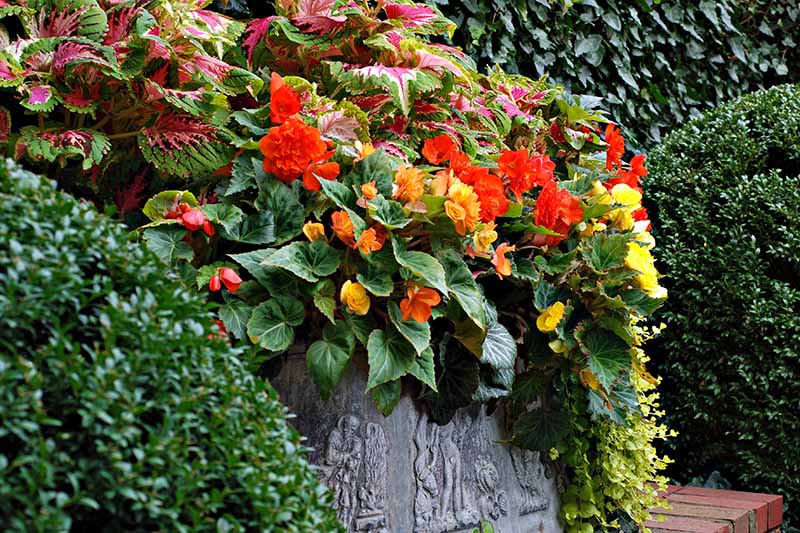 A close up horizontal image of a mixed planting of annual flowers and colorful foliage on a brick deck with evergreens in soft focus in the background.