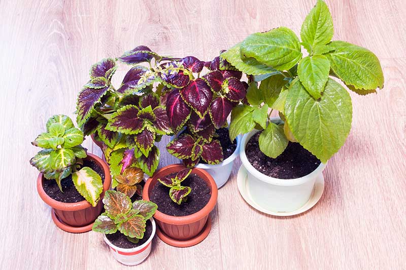 A close up horizontal picture of small pots of colorful foliage plants ready for transplanting into the garden set on a wooden surface.