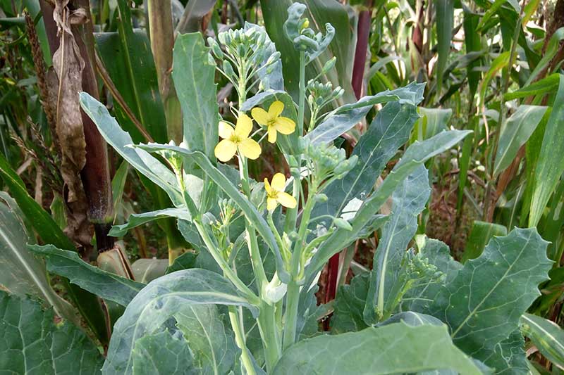 A close up horizontal image of a Brassica oleracea var. acephala plant that has bolted, producing small yellow flowers before setting seed, pictured on a soft focus background.