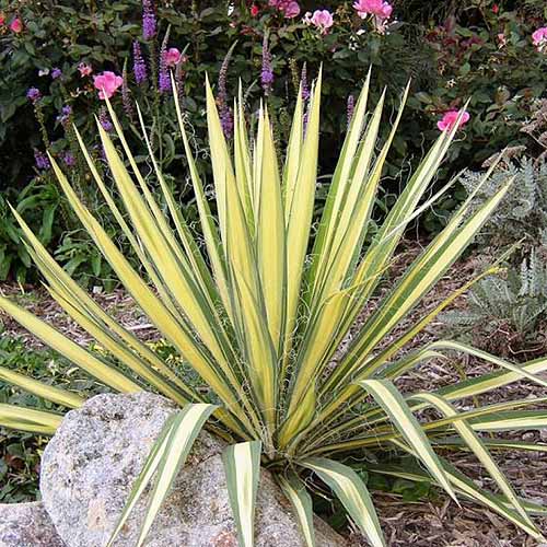 A close up square image of Yucca filamentosa ‘Color Guard’ growing in the garden with a variety of perennial shrubs in the background.