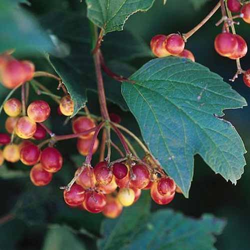 A close up square image of 'Alfredo,' a dwarf American cranberry bush growing in the garden with ornamental berries and dark green foliage pictured on a soft focus background.