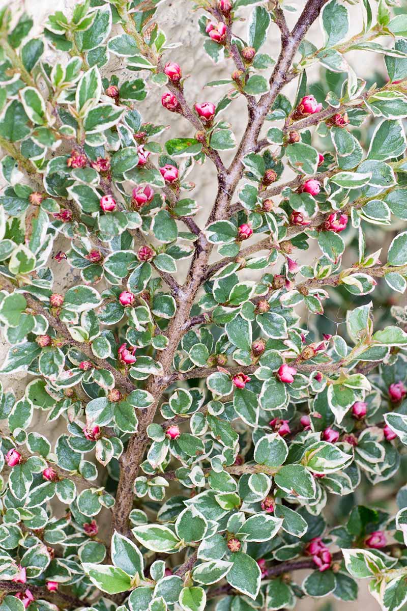 A close up vertical image of Cotoneaster horizontalis 'Variegatus' growing up a wall in the garden with bright red berries and green and white foliage.