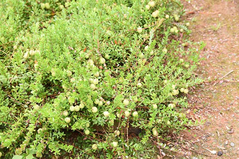 Hình ảnh cận cảnh ngang của cây bụi Vaccinium macrocarpon mọc trong vườn bên cạnh lối đi, với những quả mọng xanh, chưa chín.