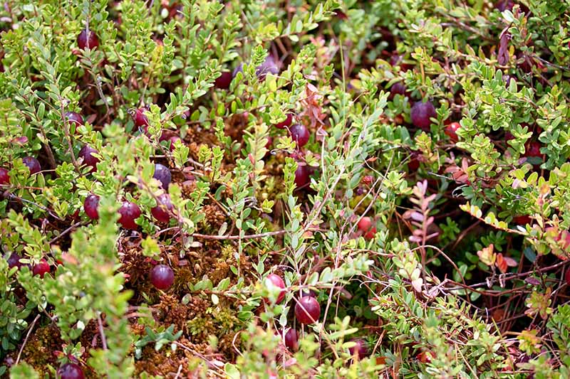 A close up horizontal image of cranberry plants growing in the garden with bright red berries and green foliage.