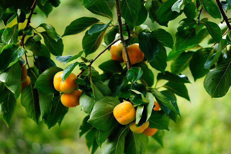 A close up horizontal image of the branches of an American persimmon tree with ripe orange fruit hanging from the branches, pictured on a green soft focus background.