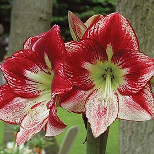 A close up square image of a red and white striped 'Flamenco Queen' Hippeastrum pictured on a soft focus background.