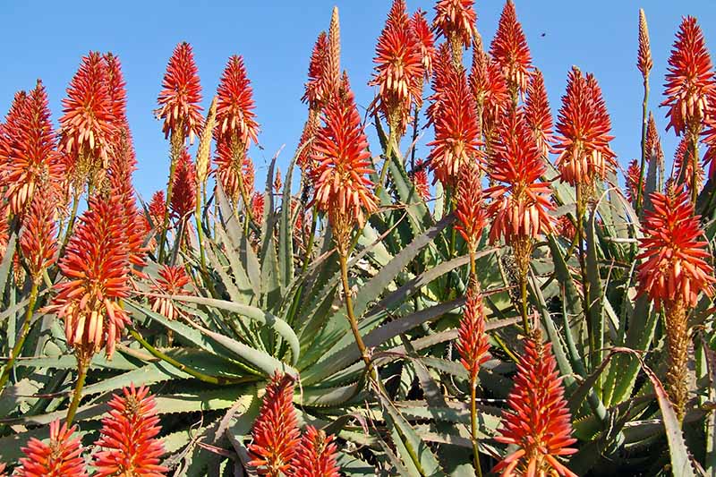 A close up horizontal image of the large flower stalks of aloe plants growing in the garden pictured on a blue sky background.