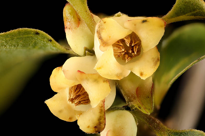 A close up horizontal image of the flowers of a Diospyros virginiana tree pictured on a dark soft focus background.