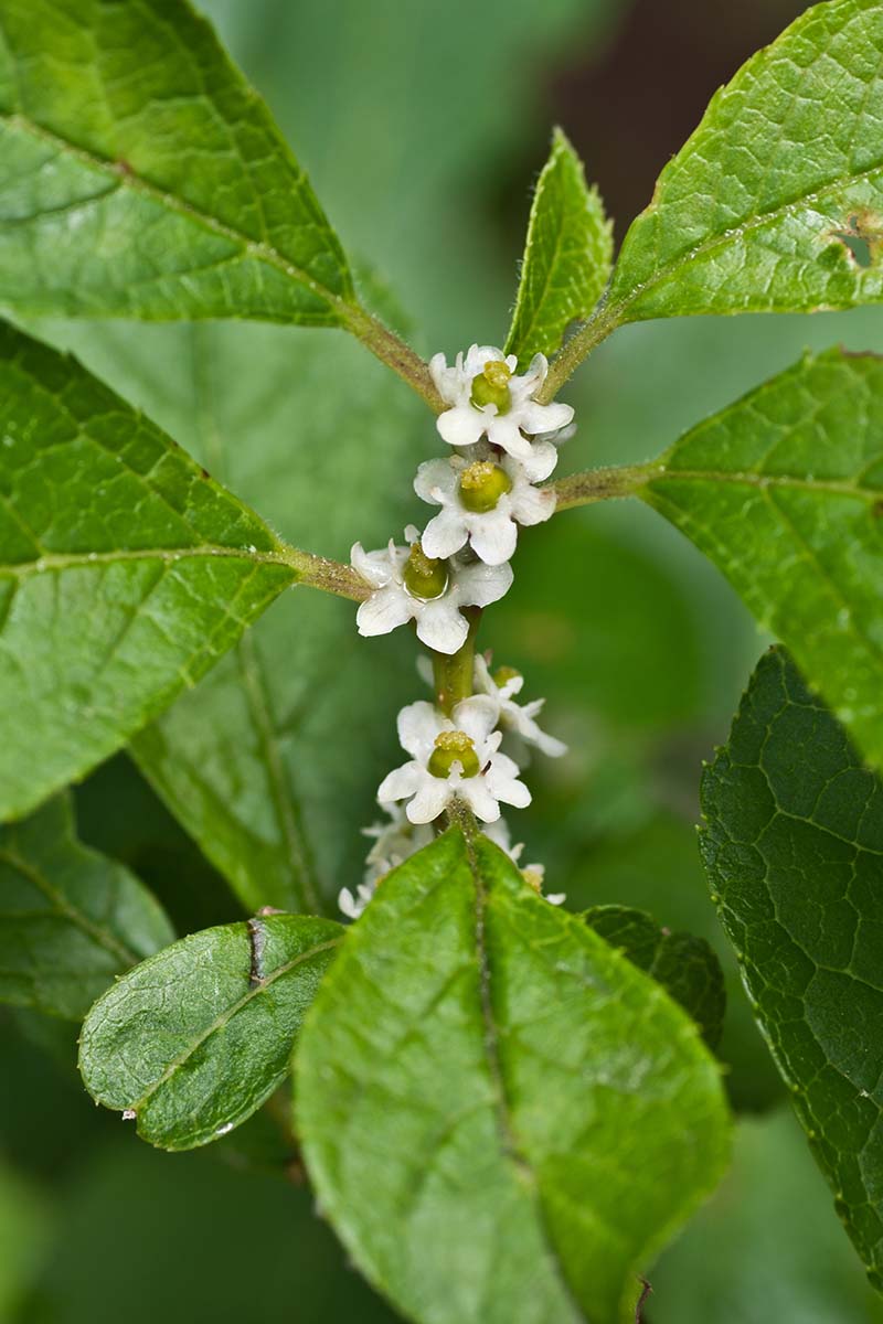 A close up vertical image of the tiny white flowers of a female I. verticillata shrub that will eventually develop into fruits if they are pollinated.