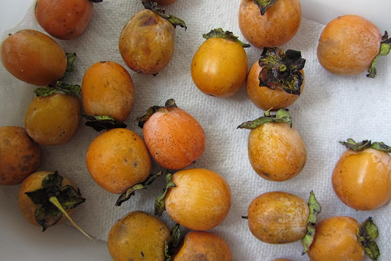 A close up horizontal image of freshly harvested American persimmons set on a paper towel.