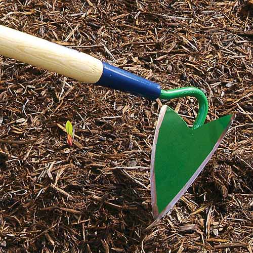 A close up square image of a green and blue furrowing hoe with a wooden handle with soil in the background.
