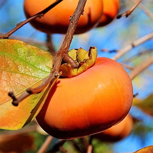 A close up square image of the bright orange fruit Diospyros kaki 'Fuyu' on a blue sky background.