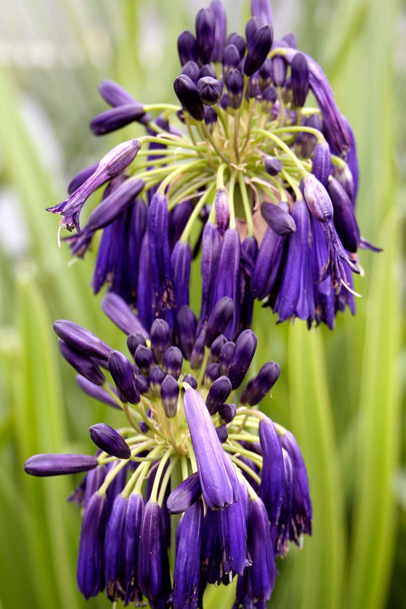 A close up vertical image of the deep purple 'Graskop' flowers growing in the garden pictured on a soft focus background.
