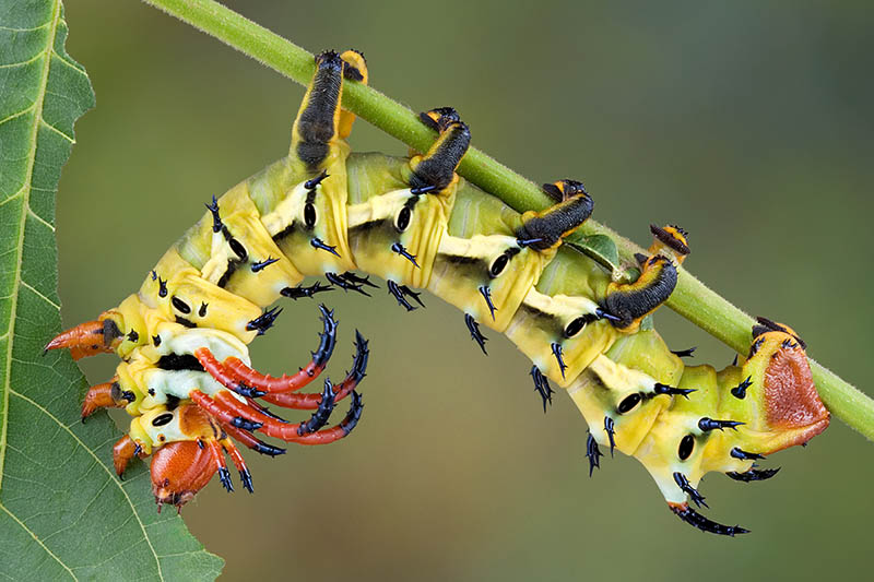 A close up horizontal image of a hickory hornworm climbing upside down on a branch and feeding on a leaf, pictured on a green soft focus background.
