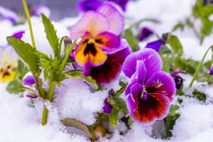 A close up horizontal image of bright purple and orange bicolored flowers growing in the snow pictured in light sunshine on a soft focus background.