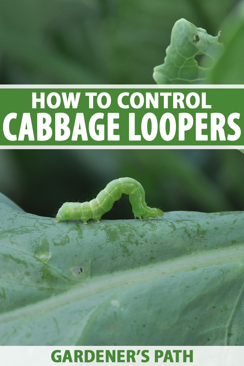 How to Control Cabbage Loopers | Gardener's Path