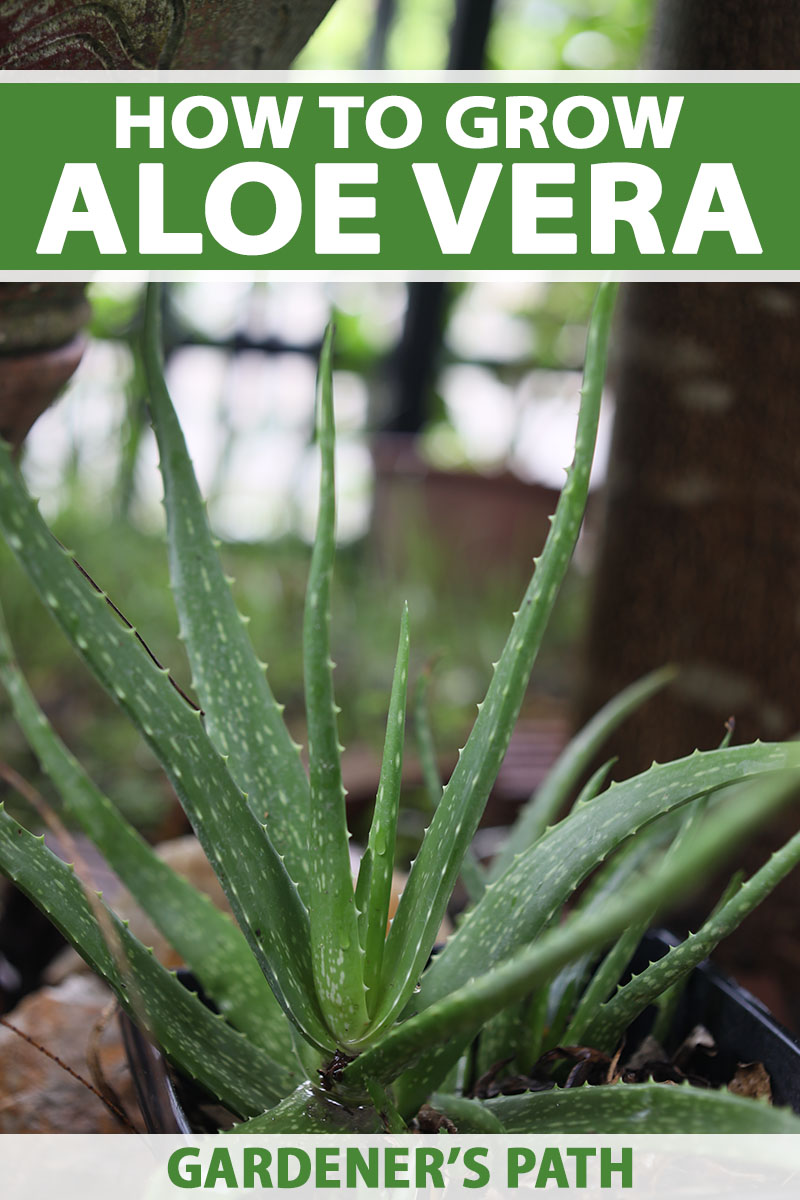 A close up vertical image of a small aloe vera plant growing in a pot indoors. To the top and bottom of the frame is green and white printed text.