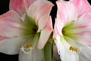 Close up of two flowers of amaryllis that are partially pink and cream.