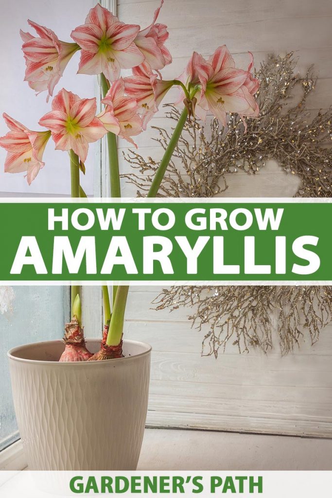 How do you care for amaryllis plant
