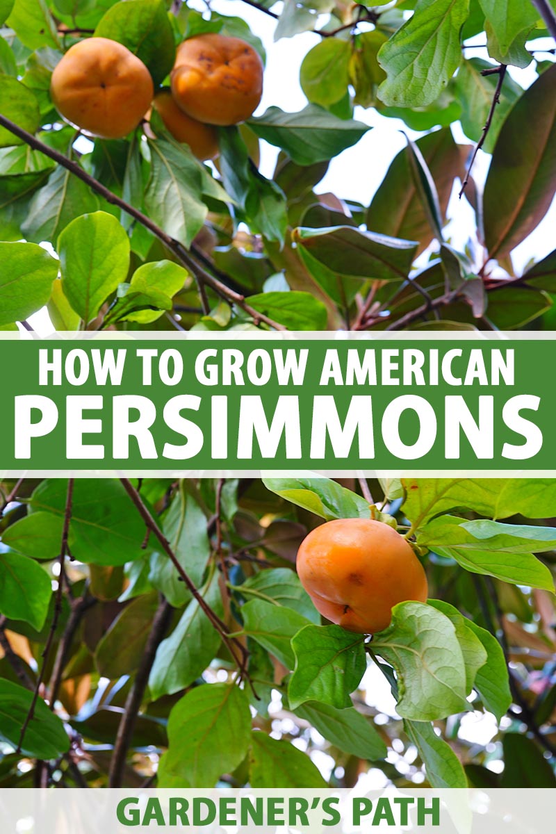 How to grow persimmon trees from the fruit