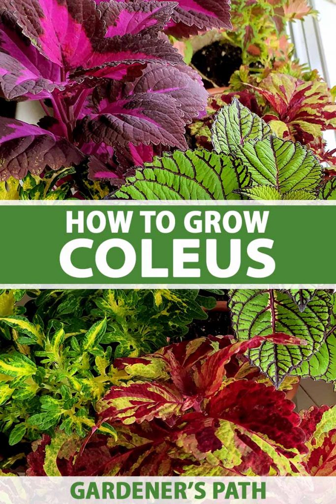 A close up horizontal image of different coleus plants with variegated, colorful foliage. To the center and bottom of the frame is green and white printed text.