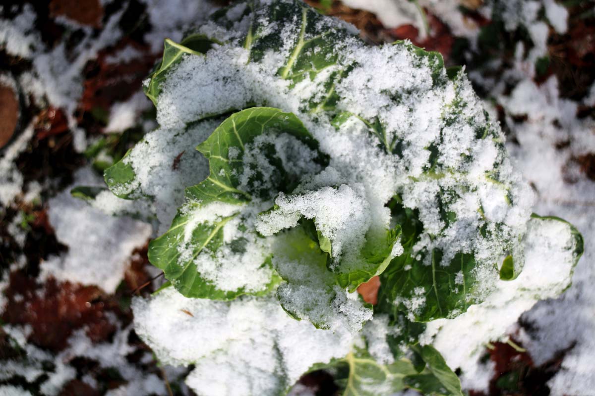 Top down image of a collard green plant (Brassica oleracea var. acephala) growing under a light coat of snow.
